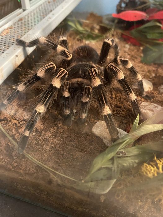 Acanthoscurria Geniculata samica dorosła 7 dc