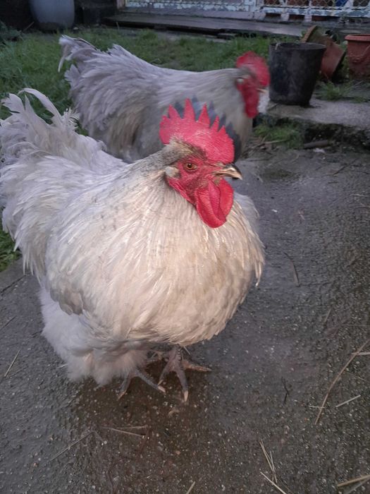 Macho Orpington Lavanda (7meses)