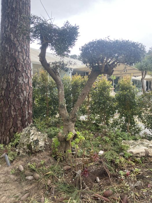 Oliveira bonsai grande