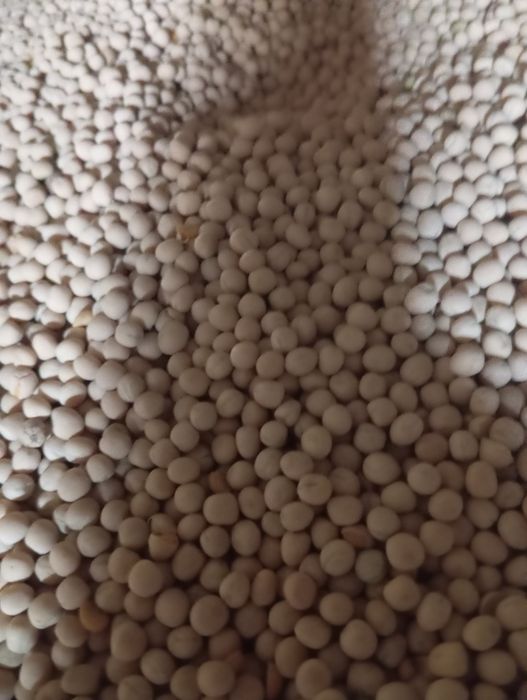 Продам горох посевной кормовой.