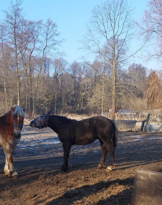 Sprzedam siwego ogierka zimnokrwistego