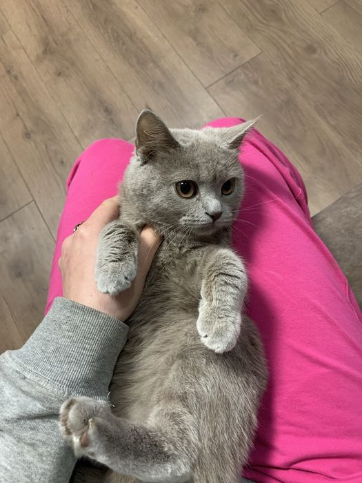 Продається Лілова Британка