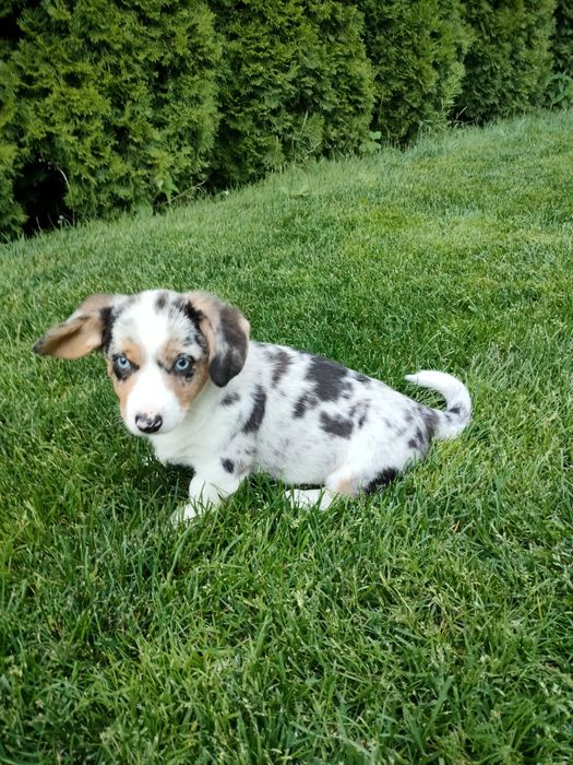 Welsh Corgi Cardigan FCI