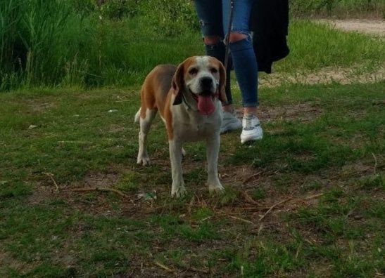 Пропал бигль в Балабино/Кушугум/Мало Екатериновка/Запорожье