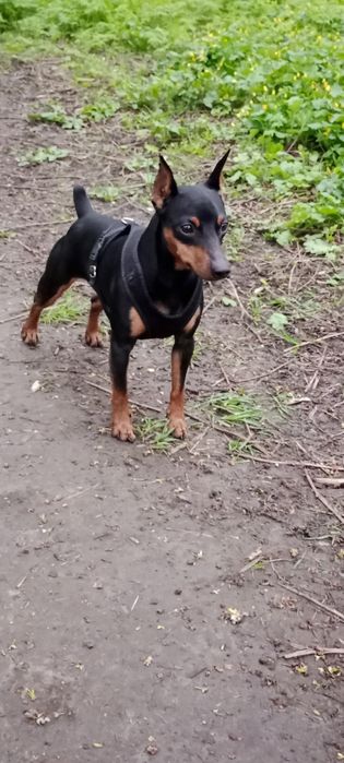 Вязка цвергпинчер