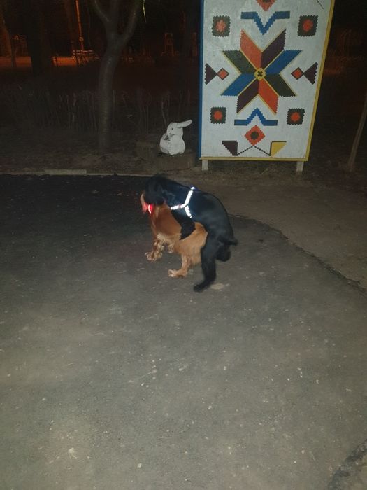 В'язка Англійського Кокер-спаніель