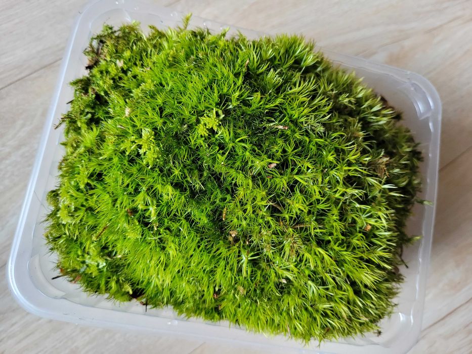 mech do paludarium / mech dla ślimaków