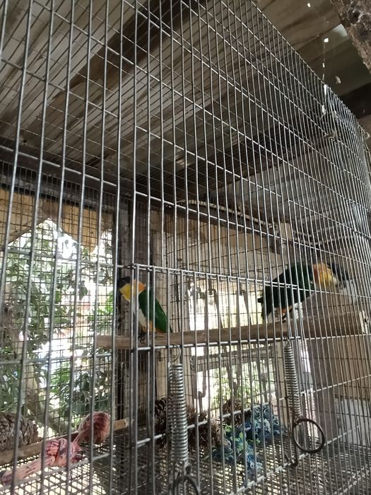 Casal Marianinhas cabeça preta