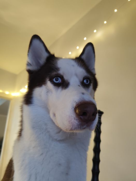 Вигул собак ,выгул собак