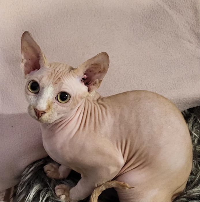 Sfinks kocurek- BUBU-