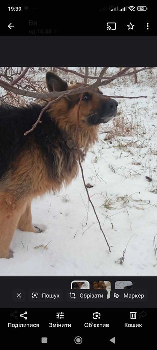 Німецька вівчарка