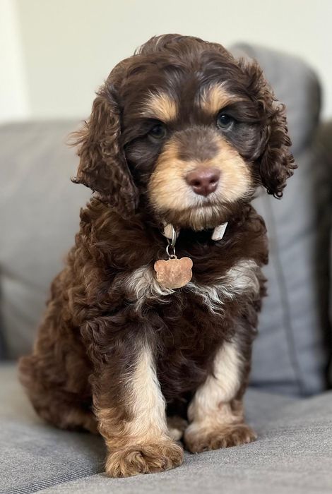 Uroczy piesek  American Cockapoo chocolate tan - cocker amerykański & pudel