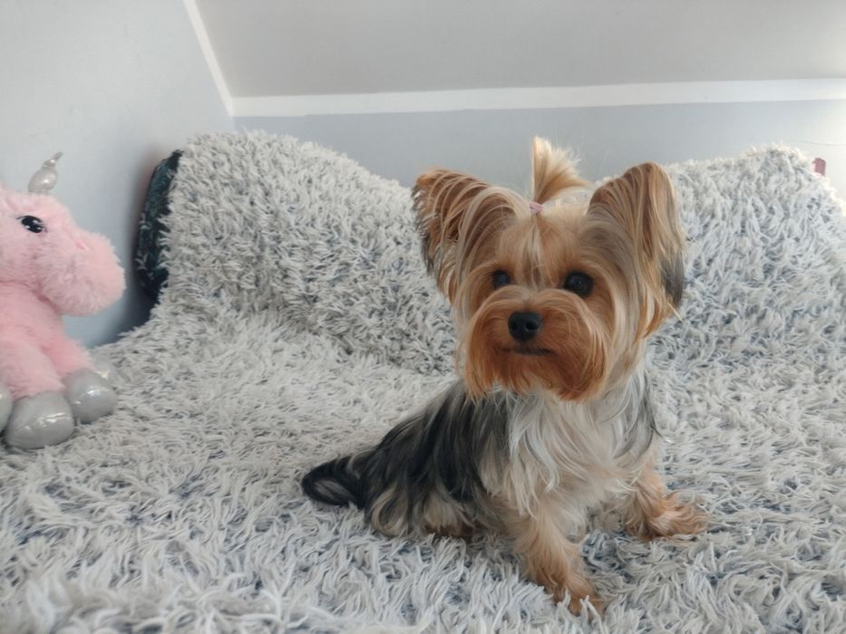 Yorkshire terrier