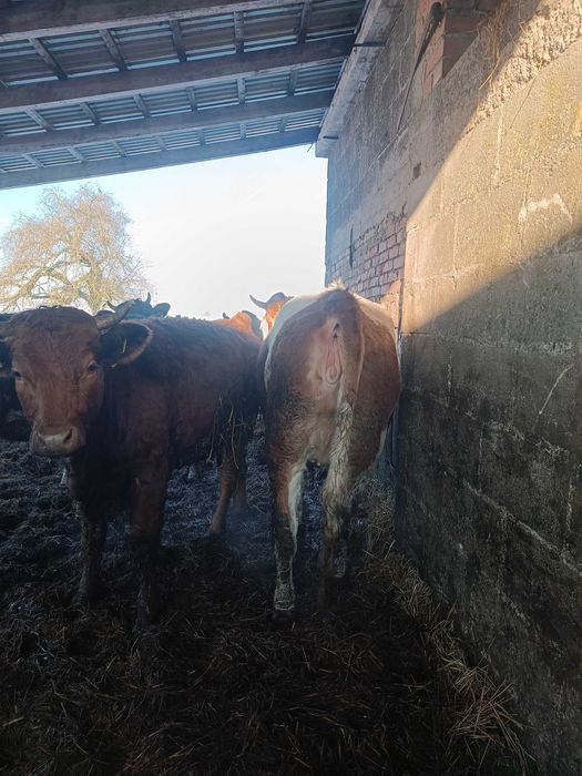 Sprzedam Jałówkę Limousine