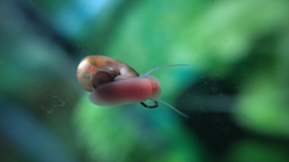 Caracol Planorbis Laranja