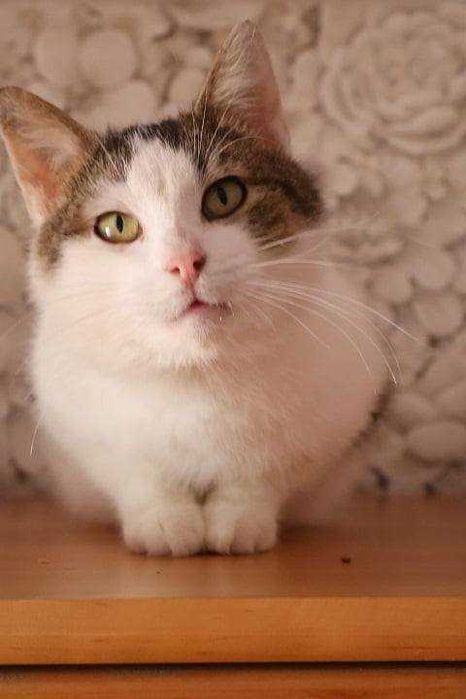 Do adopcji: Aureliusz