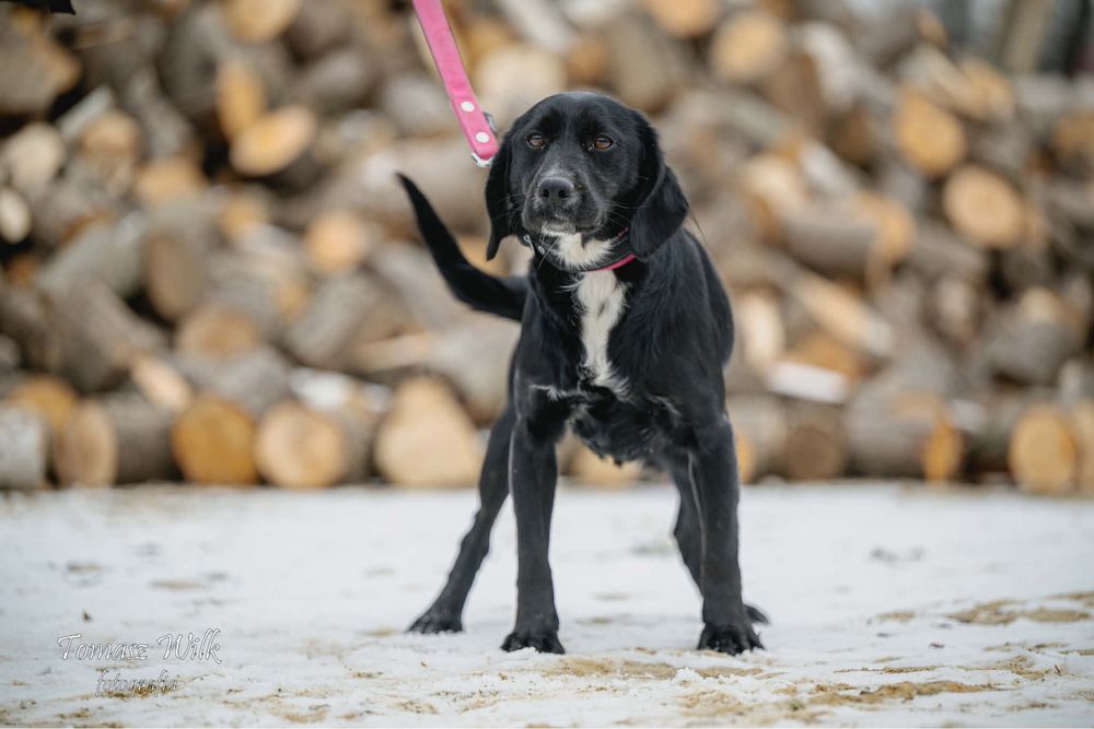 Maniek - dostojny pies szuka domu!