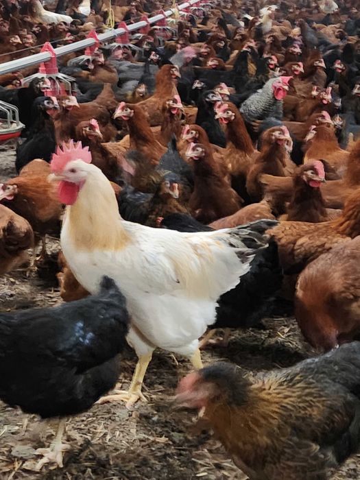 Kury nioski młode Rosa Messa Dominant Isa Leghorn Dowóz Gratis
