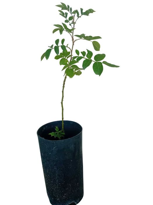 Roseira trepadeira branca