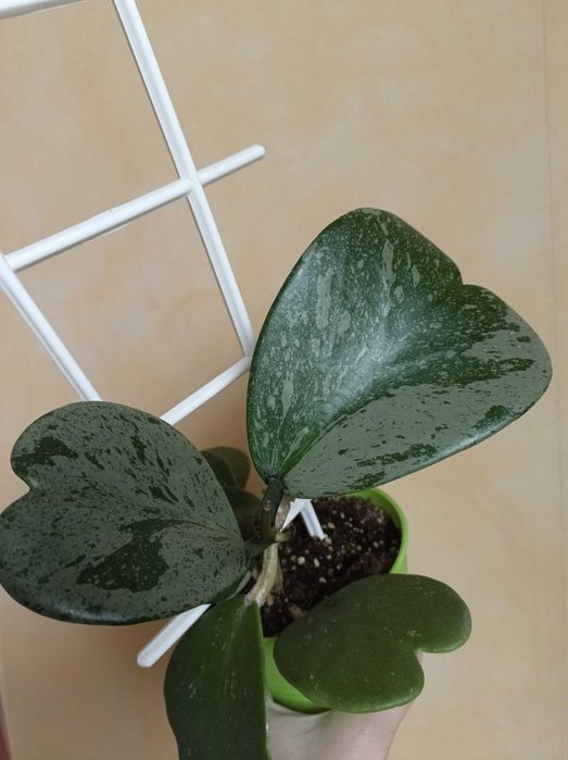 Хойя, гарні сорти.