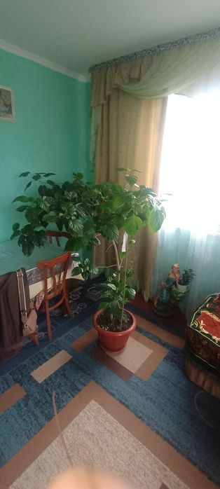 Продам кімнатну рослину китайська роза