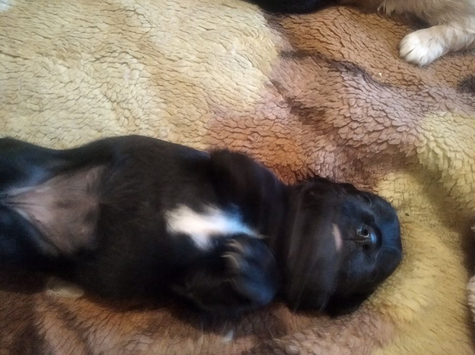 Продам щенков кокер спаніель американец 1,5 месяца девочки цена 5000