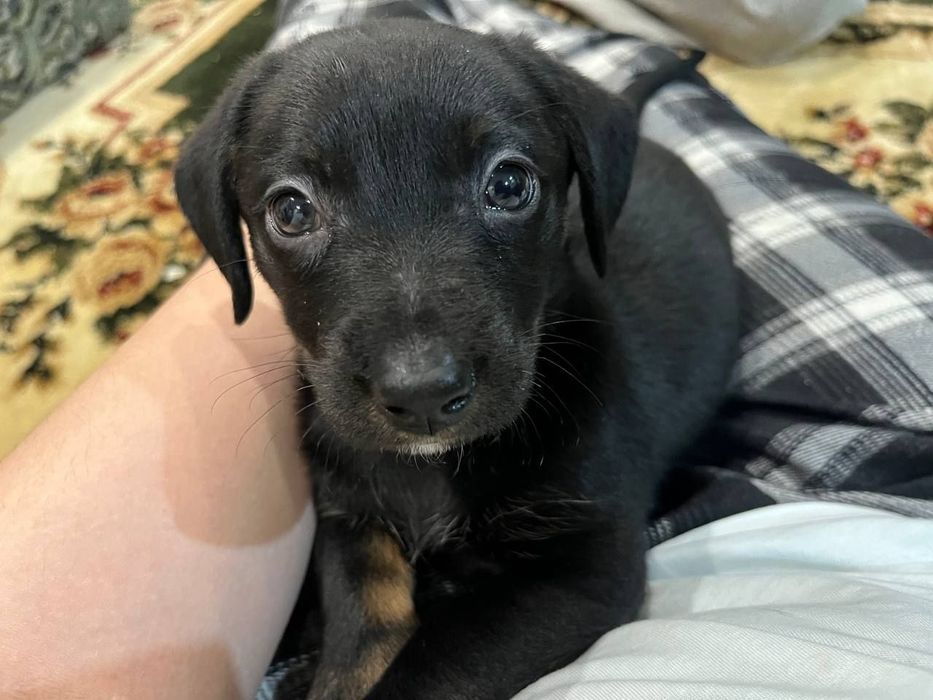 Щенята Такси (Смешанна)