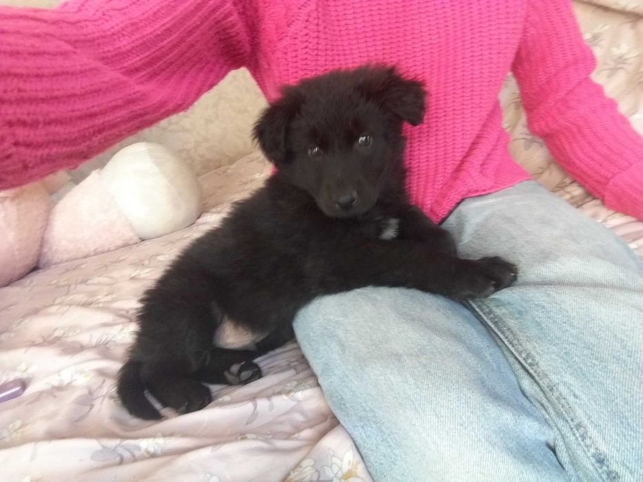 Змішана чорна вівчарка