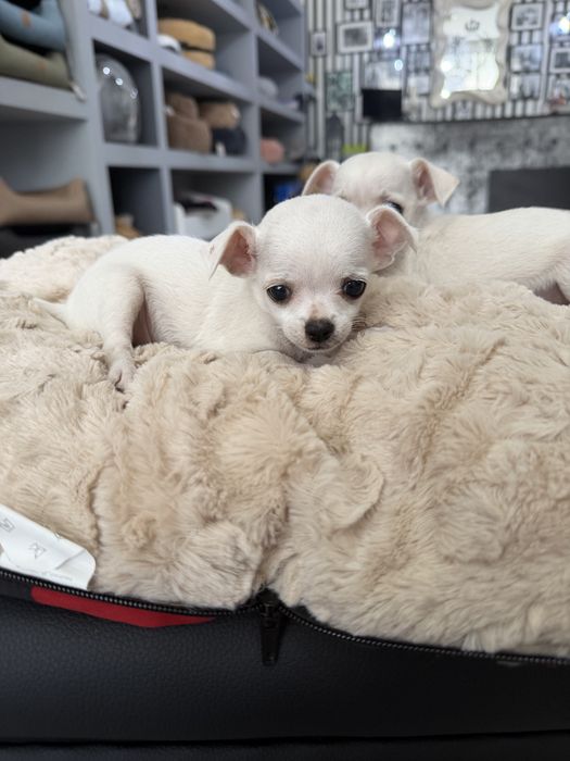 Chihuahua menino maravilhoso