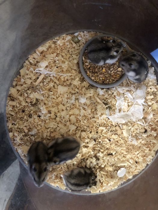 Отдаю  хомяков джунгарикы бесплатно