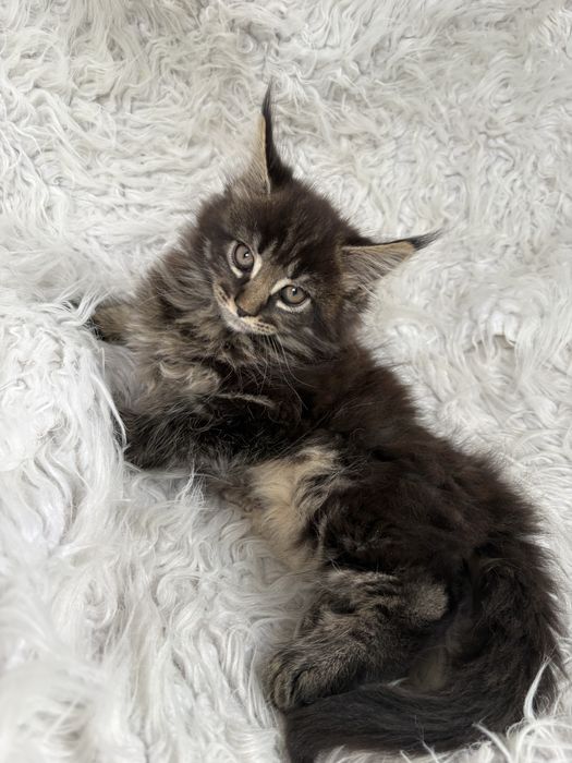 MAINE COON - kotka