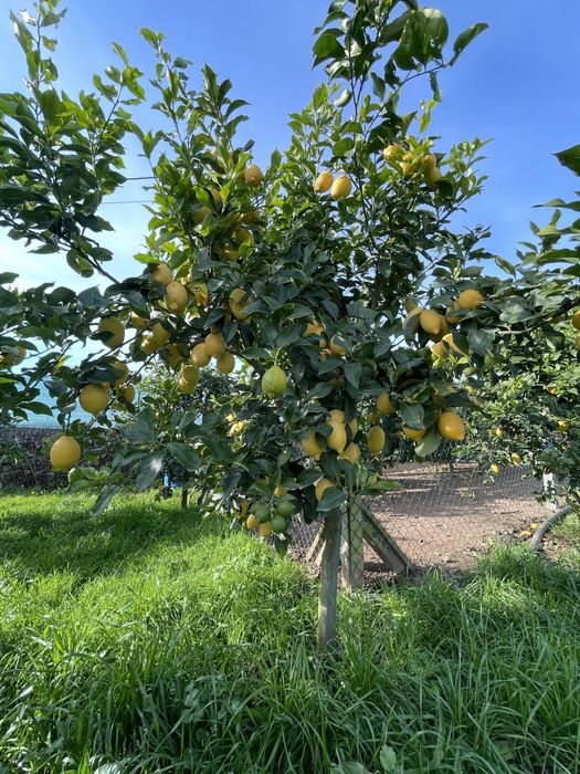 Limão  Nacional Biologico