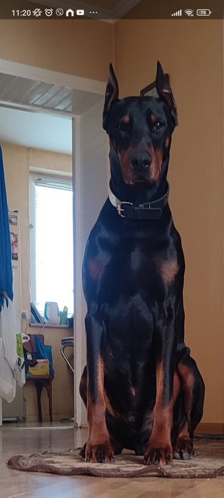 Доберман шукає дівчинку