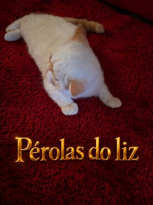 Persa exótico himalaio com lop