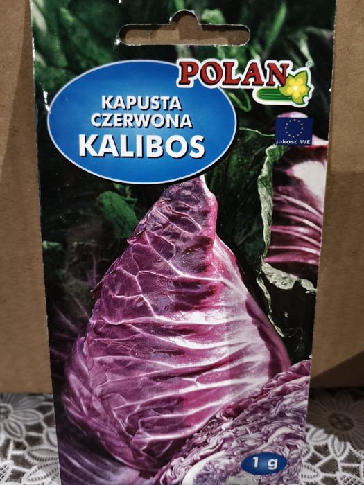 Kapusta czerwona Kalibos