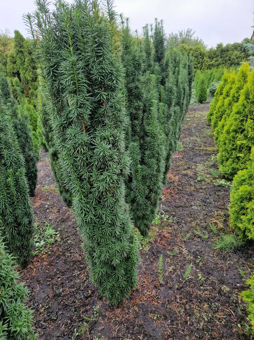 Cis pośredni 'Wojtek' wysokość 220cm-240 cm