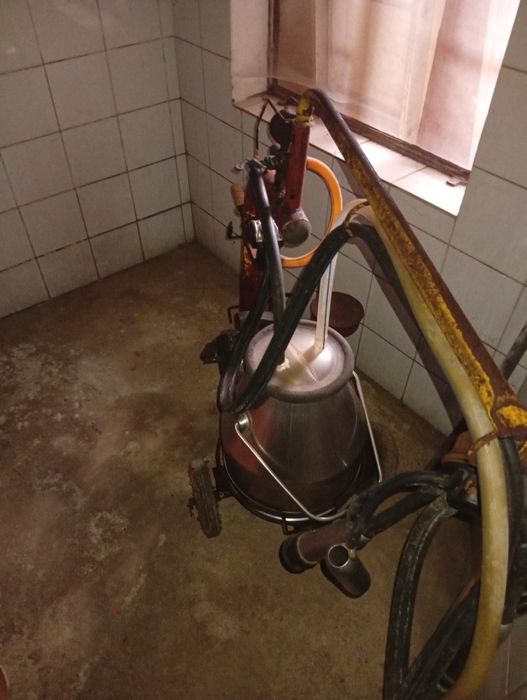 Ordenha para vacas