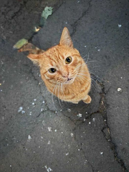 Віддам у добрі руки котика