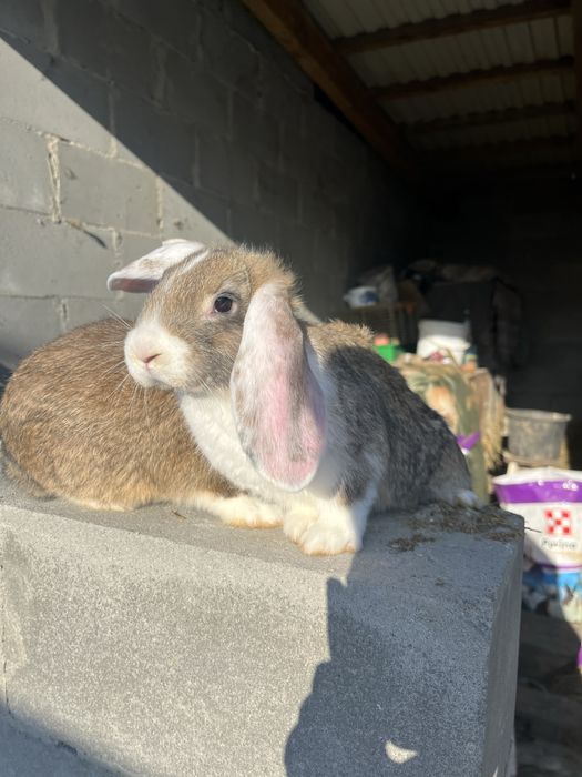 Кролики на годівлю