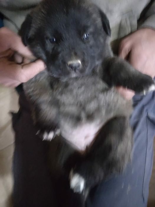 Serra da Estrela cachorros vendo