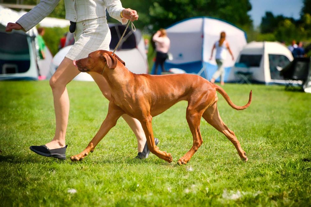 Rhodesian Ridgeback - suczka FCI