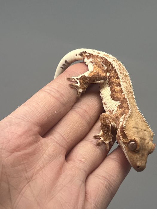 Gekon orzęsiony lily white