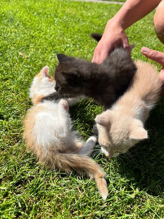 Котеня в добрі руки