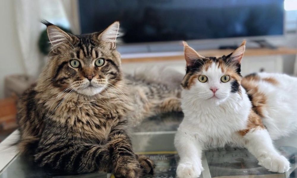 Gatinho Maine Coon bebe
