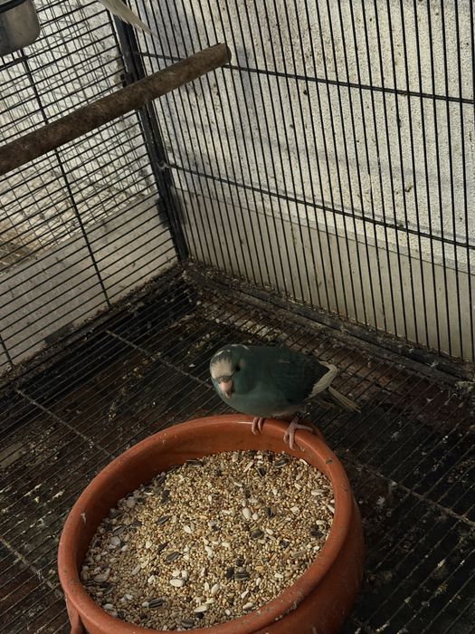 Varios kakarikis disponiveis