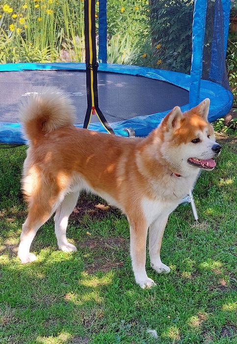 Акіта іну. Мачо.