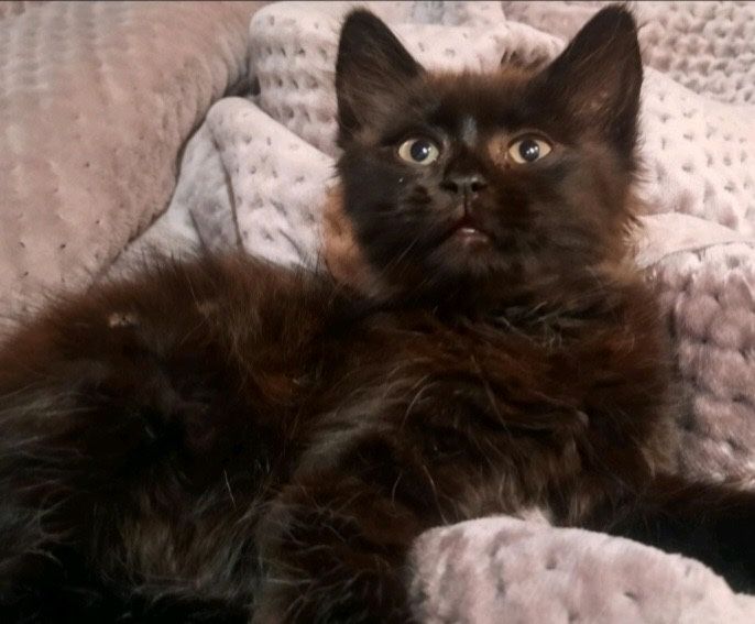 Котик в добрі руки