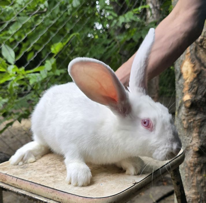 Кролі , кроленята Шиншила, термонська біла ,каліфорнійські, полтавське