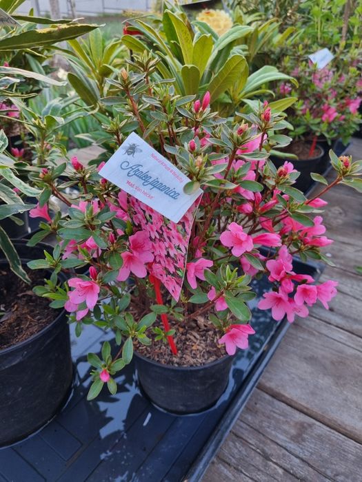 Азалія японська Madame van Hecke