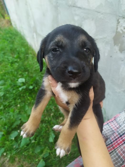 Продам щенков в добрые руки